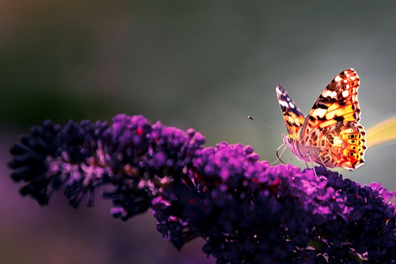 Schmetterling auf violetter Blüte